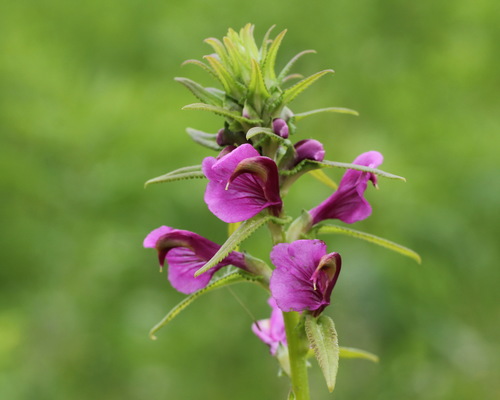 Pedicularis resupinata
