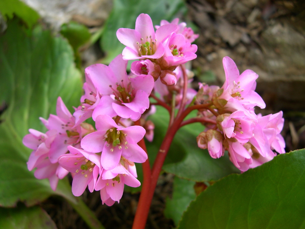 Bergenia crassifolia