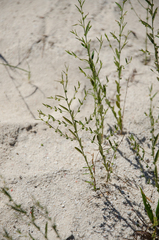 Phyllanthus maderaspatensis