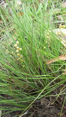 Lomandra brevis