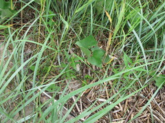 Petasites spurius