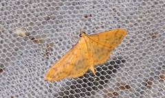 Patania balteata