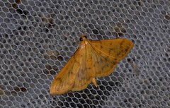 Patania balteata