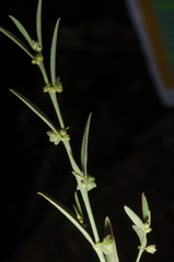 Phyllanthus maderaspatensis