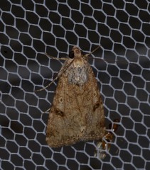 Heliothis punctifera