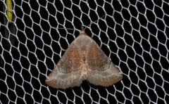 Mataeomera mesotaenia