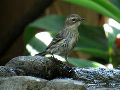 Setophaga coronata coronata