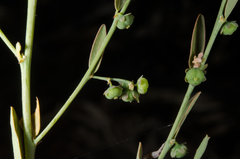 Phyllanthus maderaspatensis
