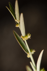 Phyllanthus maderaspatensis