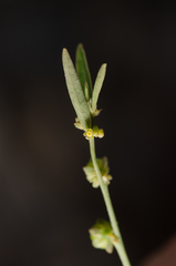 Phyllanthus maderaspatensis