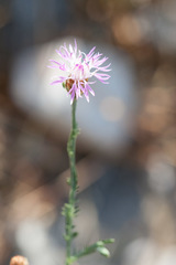 Centaurea kartschiana