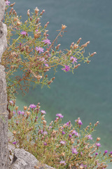 Centaurea kartschiana