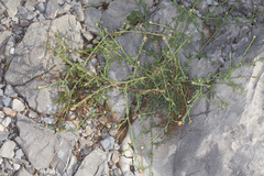 Centaurea kartschiana