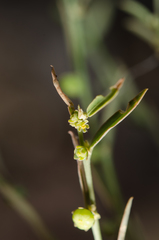 Phyllanthus maderaspatensis
