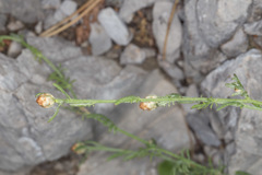 Centaurea kartschiana