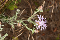 Centaurea kartschiana