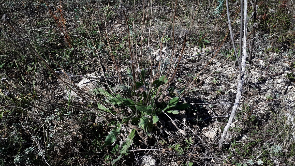 Leontodon biscutellifolius