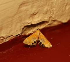 Nymphicula