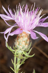 Centaurea kartschiana