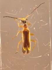 Malthinus flaveolus