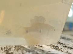 Trichopodus trichopterus