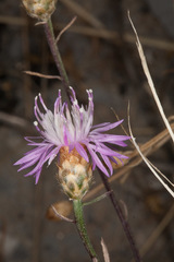 Centaurea kartschiana