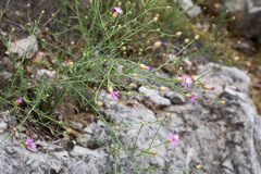 Centaurea kartschiana