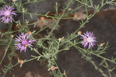 Centaurea kartschiana