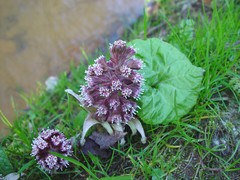 Petasites hybridus