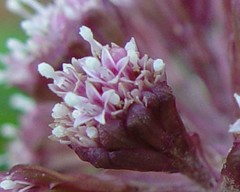 Petasites hybridus
