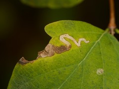 Aulagromyza hendeliana