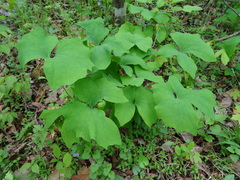 Jeffersonia diphylla