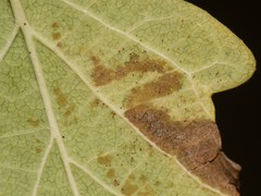 Erysiphe symphoricarpi