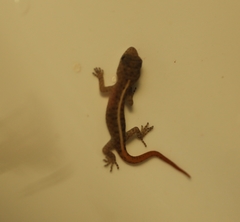 Cnemaspis yercaudensis