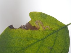 Aulagromyza hendeliana