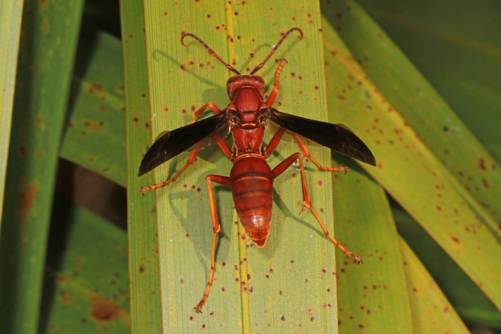 Fine-backed Mahogany Paper Wasp
