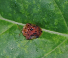 Laccoptera nepalensis