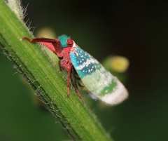 Eurybrachys