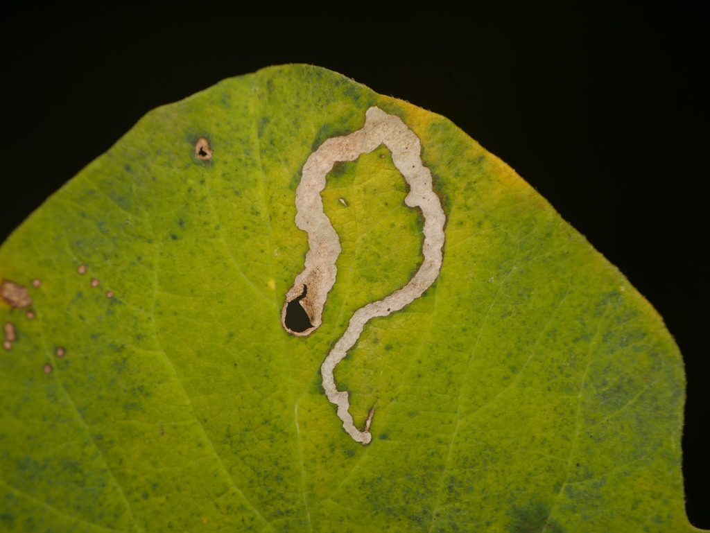 Aulagromyza hendeliana