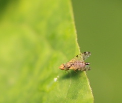 Tephritinae