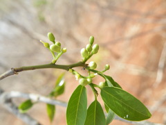 Olax dissitiflora