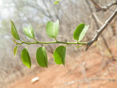 Olax dissitiflora