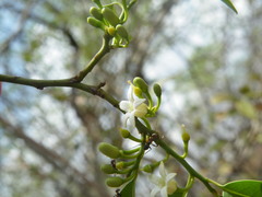 Olax dissitiflora