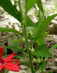 Hybanthus concolor