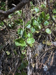 Pyrola morrisonensis