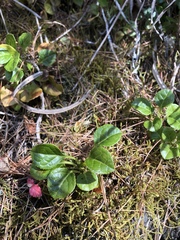 Pyrola morrisonensis