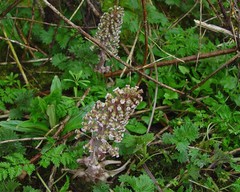 Petasites hybridus
