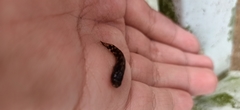 Hemigobius hoevenii