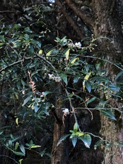 Prinsepia scandens