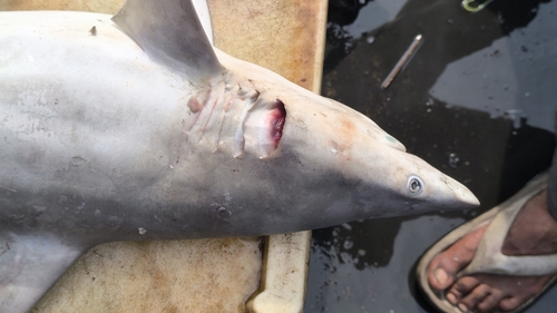 Graceful shark (Carcharhinus amblyrhynchoides) — Carcharhinidae — 5